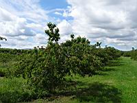 Cerisiers charges de fruits (prise a Millery, Rhone)(2)